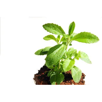 Stevia Plants 